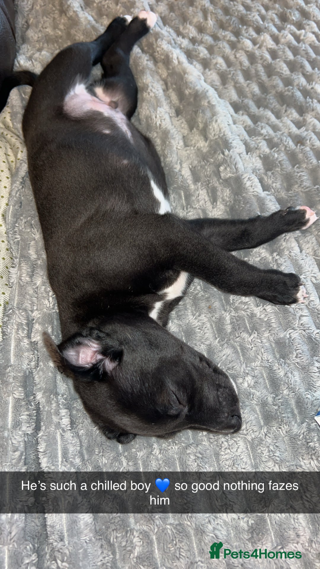 Whippet dogs for sale: 3 Whippets available from 10/09/25 - Image 11