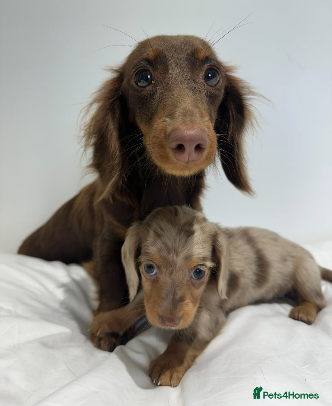 Miniature Dachshund dogs for stud: ✨HECTOR✨ MINI LONG HAIRED✨ CHOCOLATE DAPPLE ✨ - Advert 8