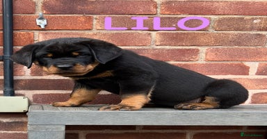 Rottweiler dogs - Advert 11