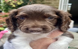 English Springer Spaniel dogs for sale: Stunning Liver & White Springer Spaniel puppies  - Image 4