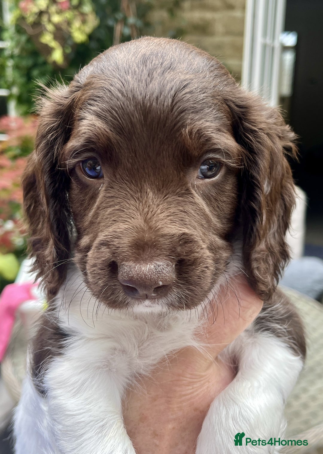 English Springer Spaniel dogs for sale: Stunning Liver & White Springer Spaniel puppies  - Image 4