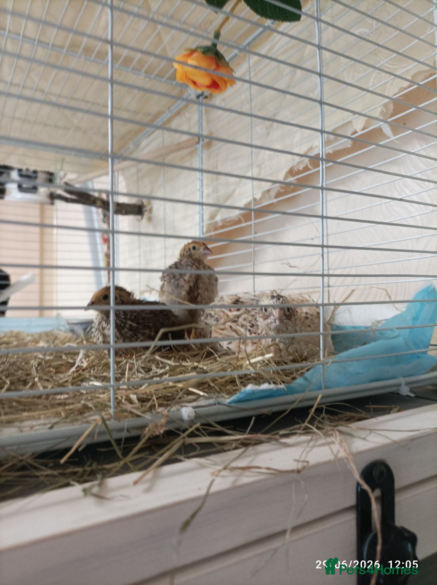 Quail poultry Coturnix Quail trio and group - Advert 1