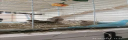 Quail poultry for sale: Coturnix Quail trio and group - Advert 1