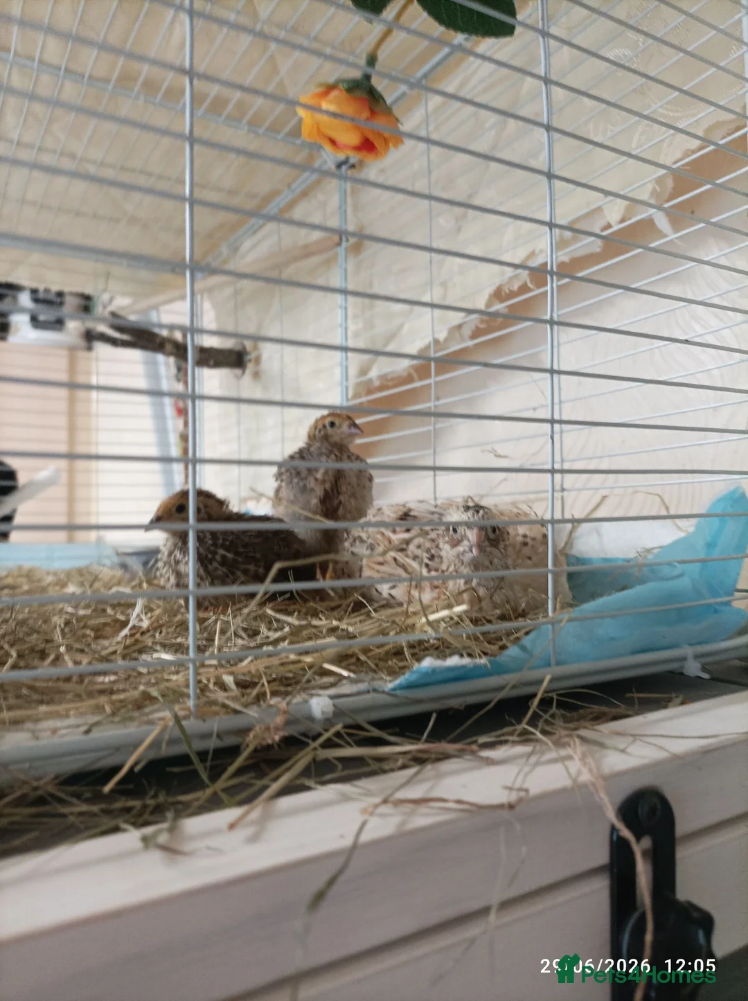 Quail poultry for sale: Coturnix Quail trio and group - Advert 1