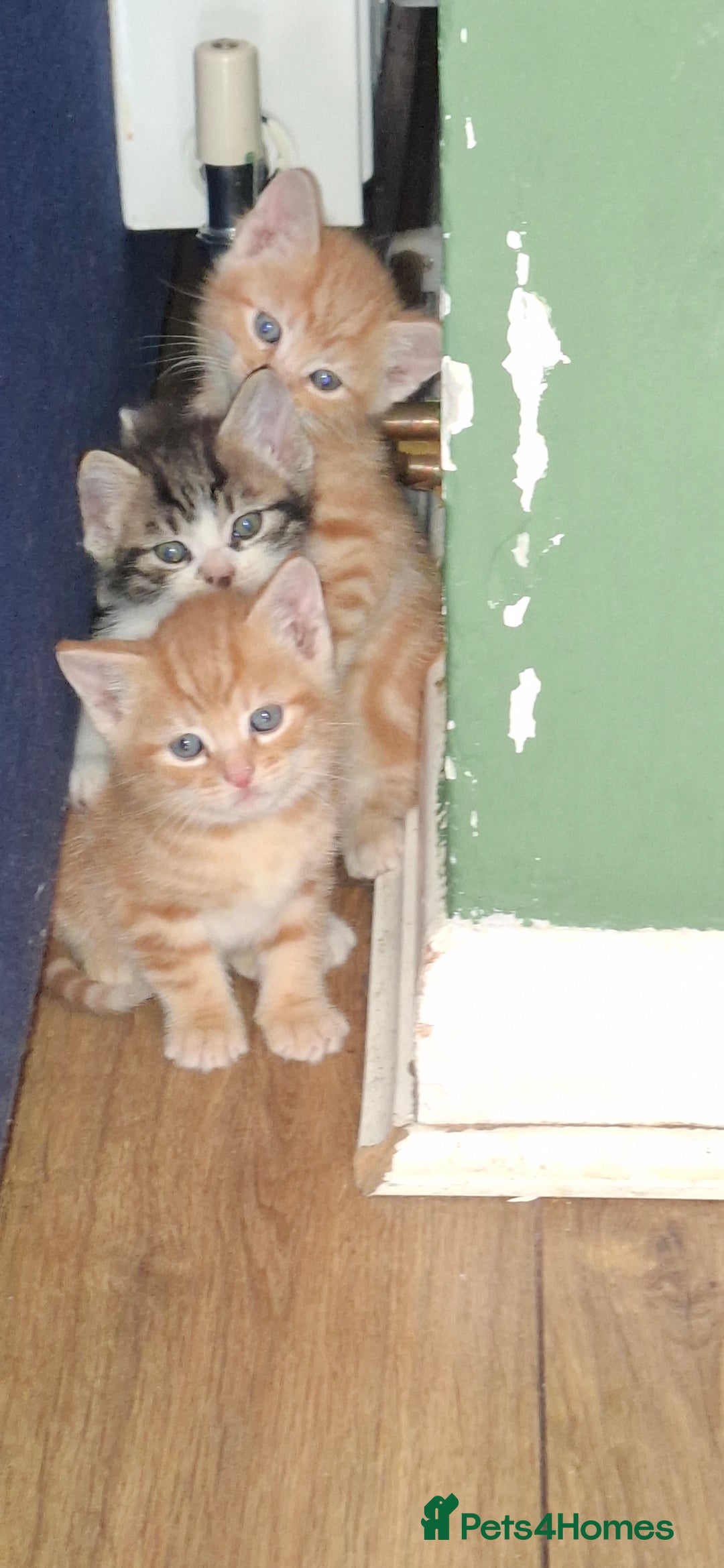 Mixed Breed cats for sale: Kittens looking for a forever home 🏡  - Image 13