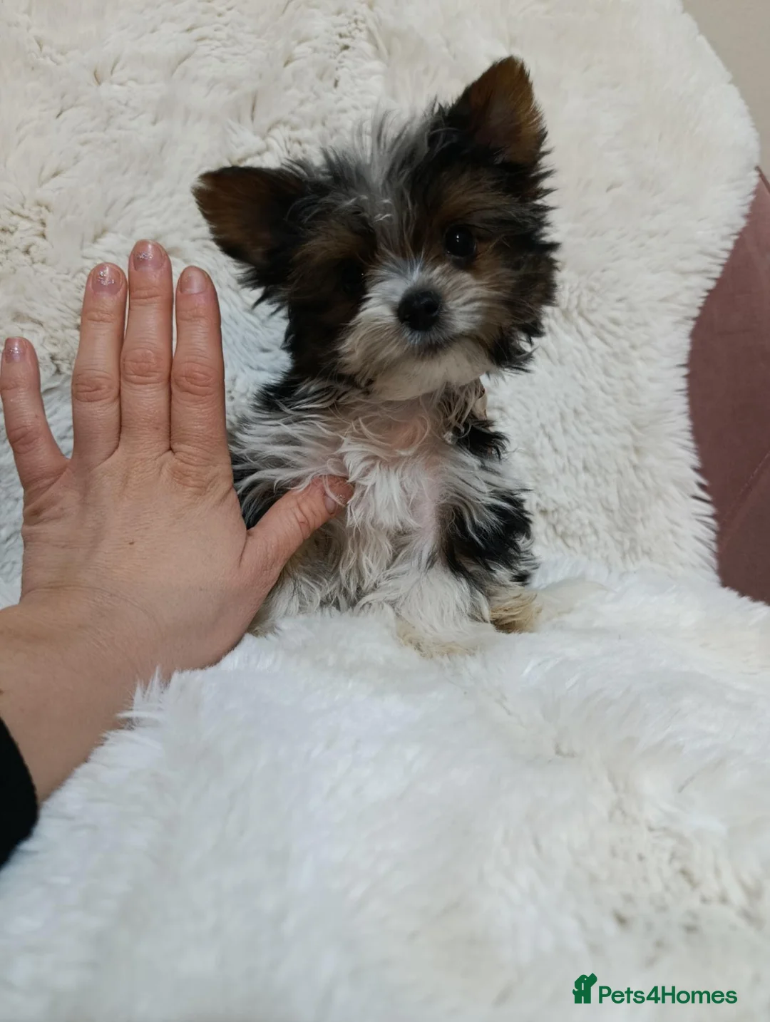 Biewer Terrier dogs for stud: Cutest Biro Boy, Stud!! - Advert 4