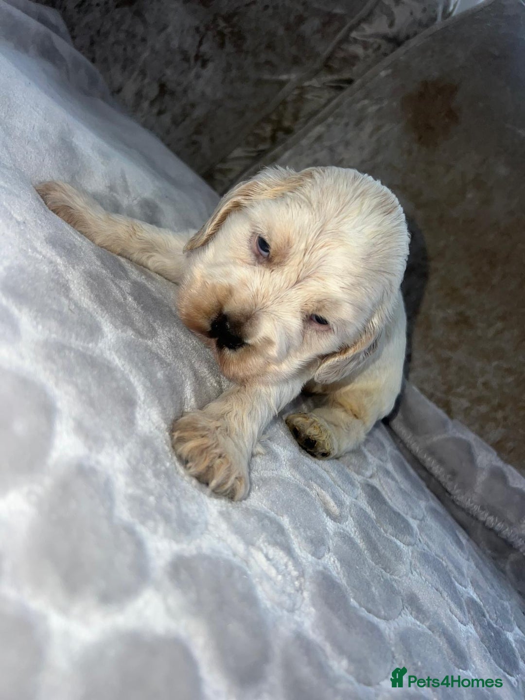 Cocker Spaniel dogs for sale: Kc registered show cocker spaniels  - Advert 5