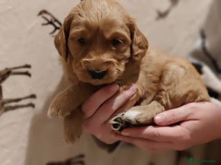 Mini Goldendoodle dogs Stunning home-bred F1 Goldendoodle GIRL - Advert 16