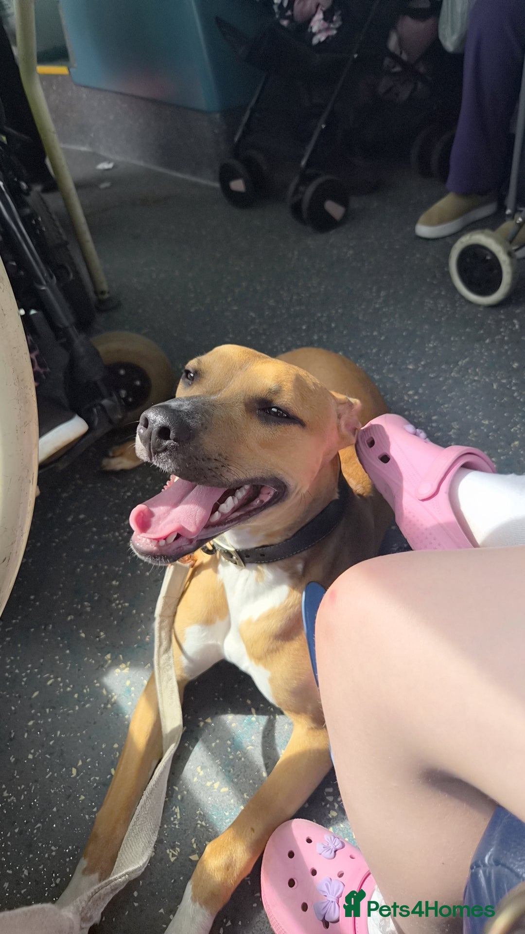 Mixed Breed dogs Xena  - Advert 9