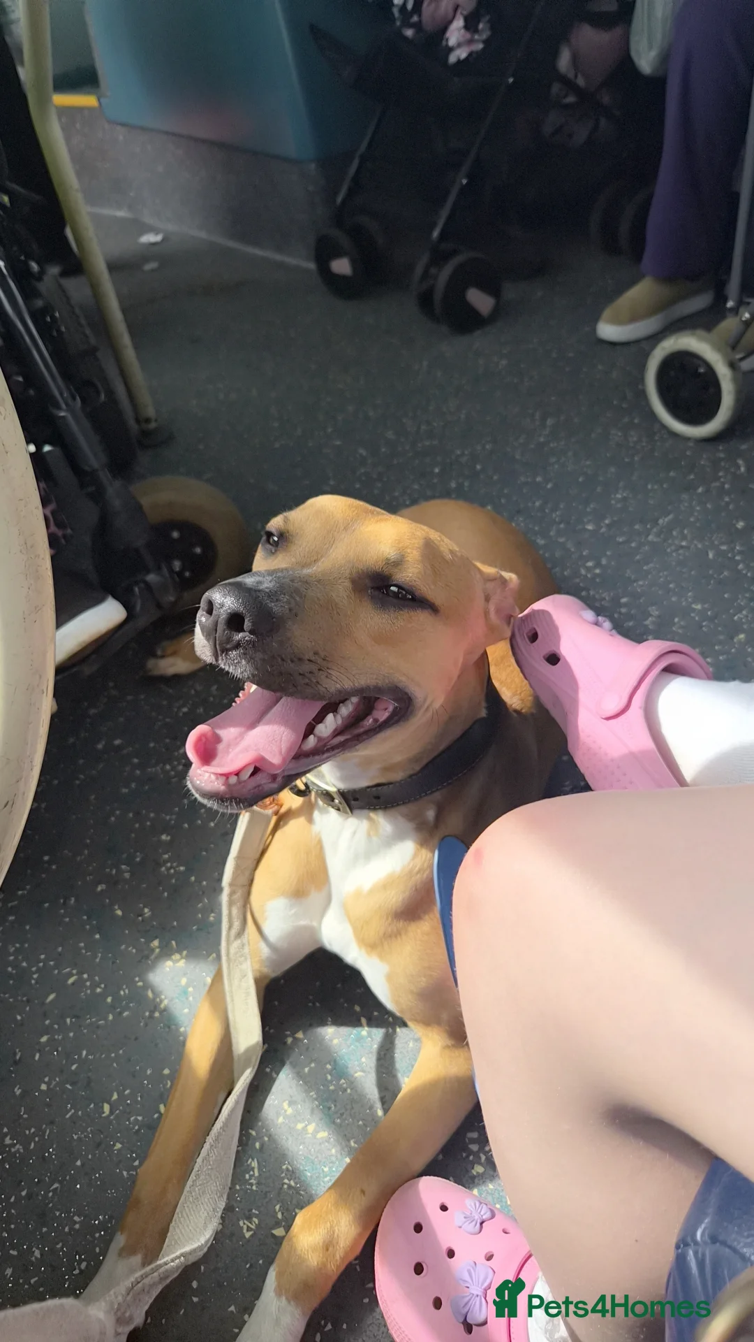 Mixed Breed dogs for sale: Xena  - Advert 1
