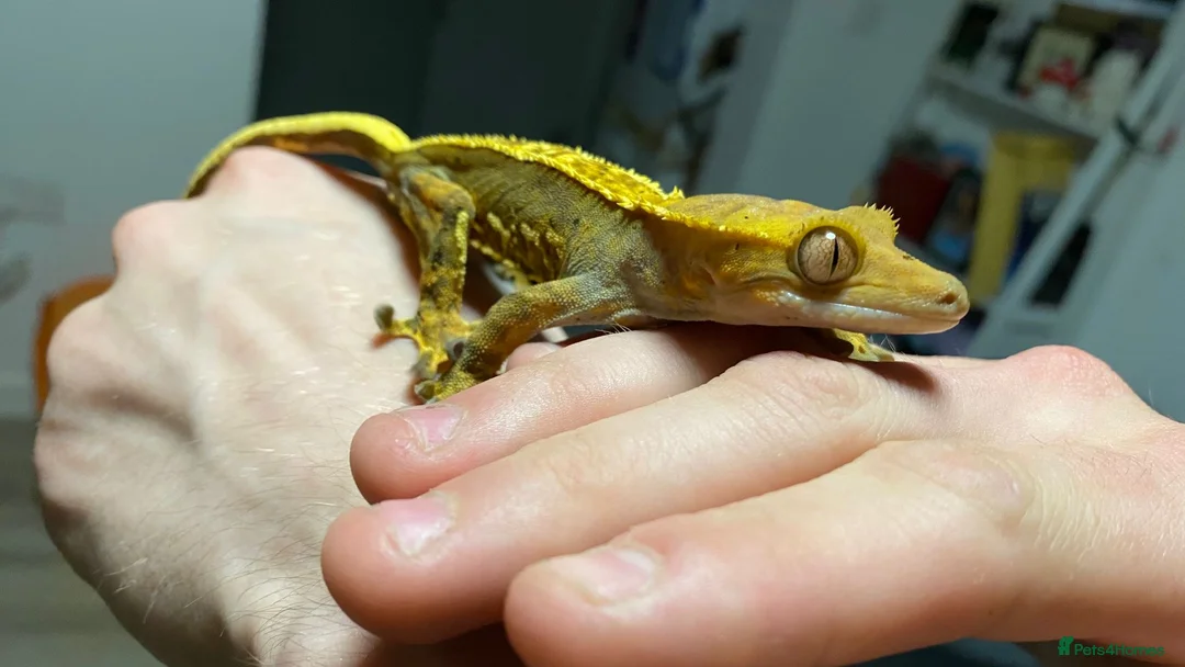 Gecko reptiles for sale: 3 Adult Crested Geckos, and recently laid egg. 🥚  in Ilkeston - Advert 8
