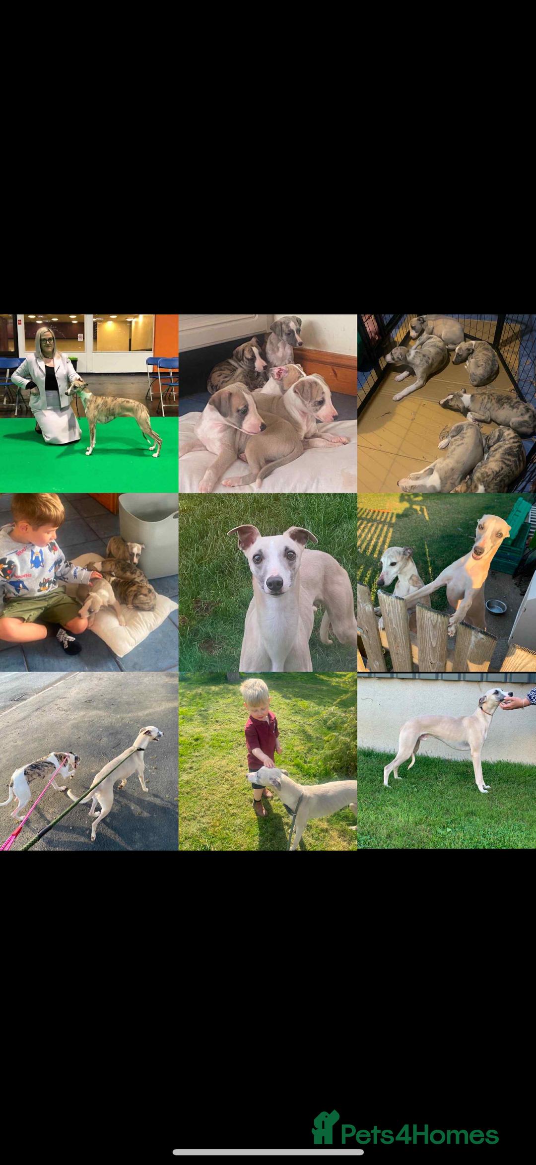 Whippet dogs for sale: Stunning kc registered whippet pups  - Advert 5