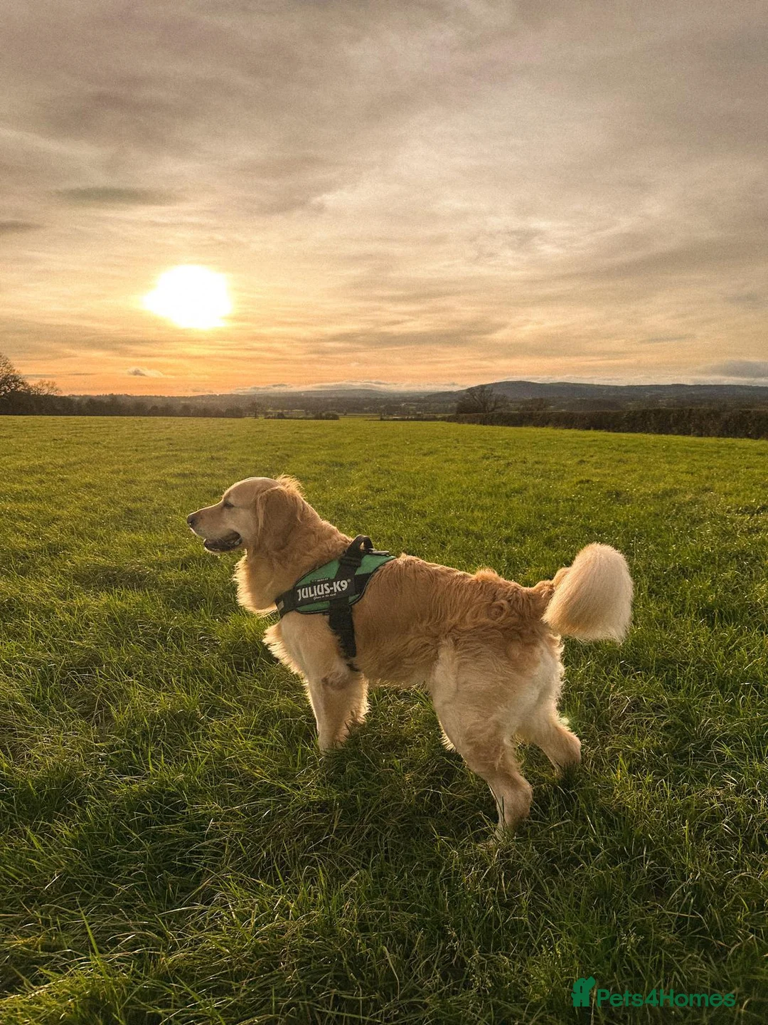 Golden Retriever dogs for sale: Ralph 'The Retriever' Golden Retriever in Chester - Advert 1