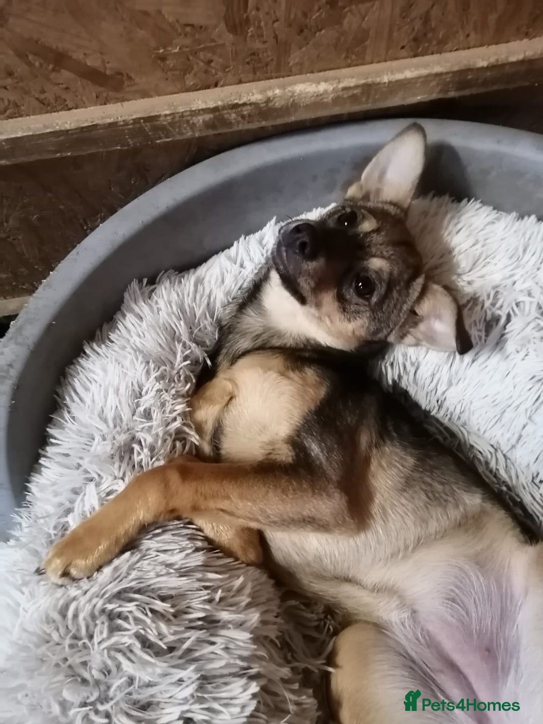 Mixed Breed dogs for adoption: ❤️NIKA & LIKA❤️ - 7 months wonderful small girls - Advert 7