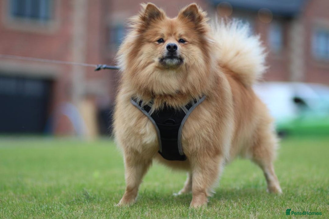 Mixed Breed dogs for sale: Playful 5-Year-Old Pomspitz Looking for a New Home - Image 2
