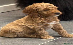 Miniature Poodle dogs for sale: Stunning Miniture Poodles - Image 17