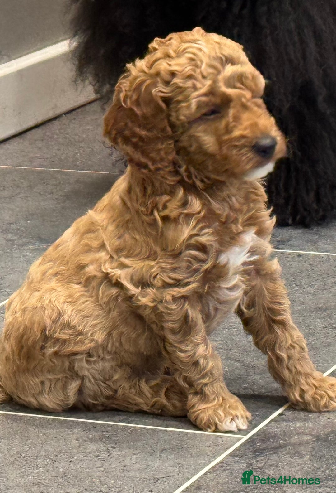 Miniature Poodle dogs for sale: Stunning Miniture Poodles - Image 17