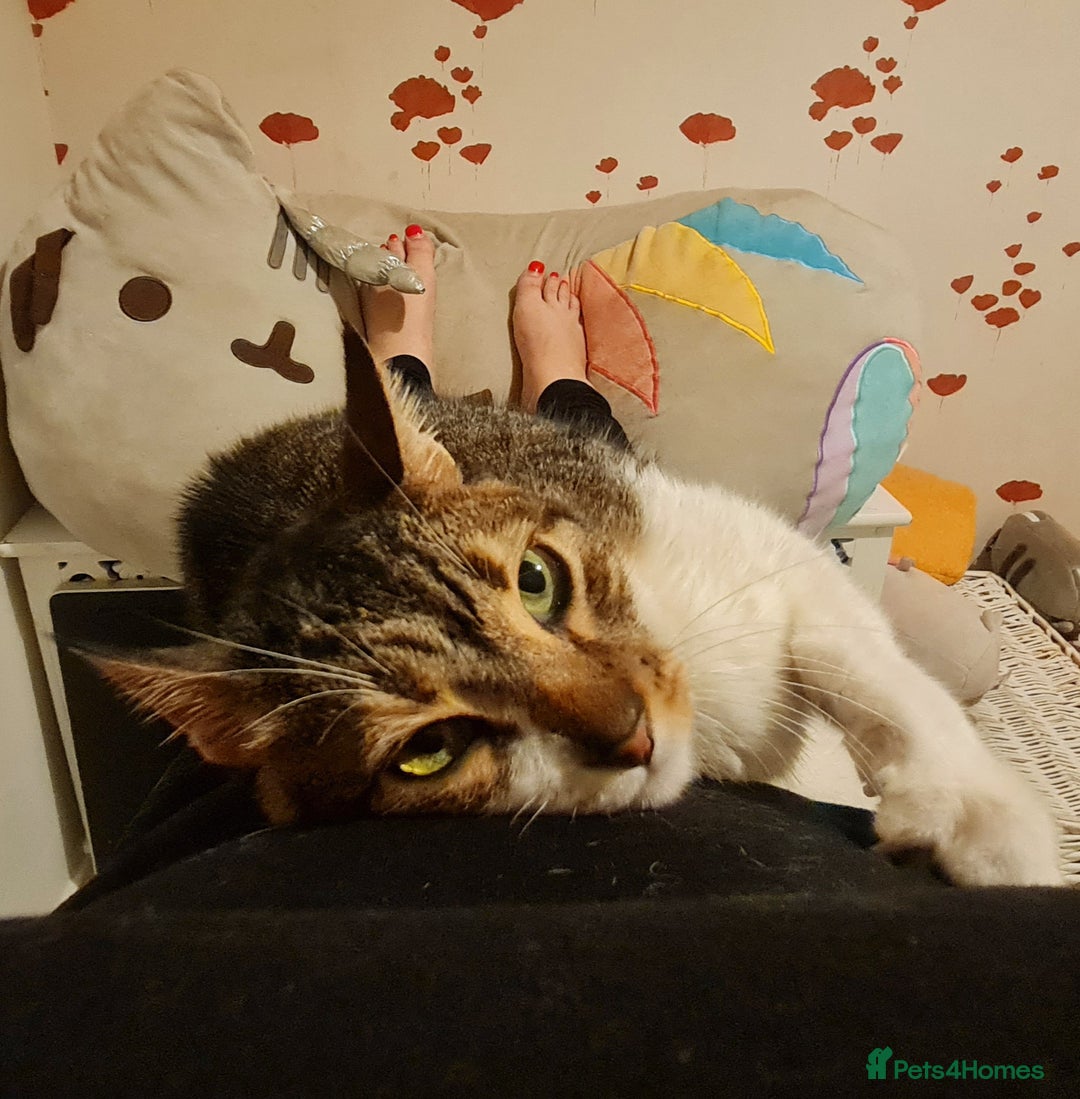 Mixed Breed cats for adoption: Lovely and fun Kito looking for a warm home <3 - Image 9
