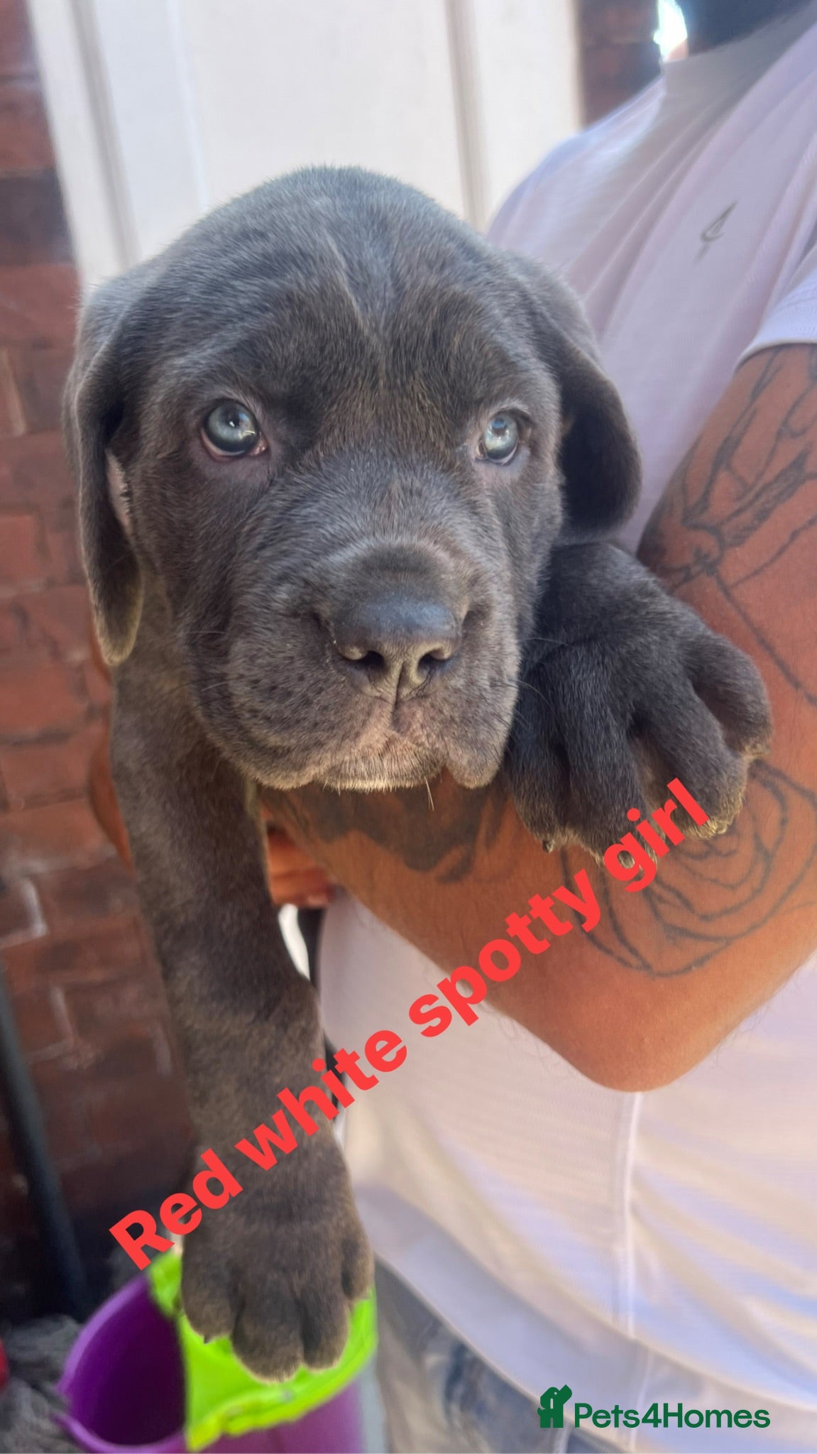 Cane Corso dogs Cane corso puppies ready to leave!  - Advert 14