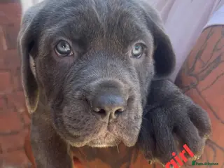 Cane Corso dogs Cane corso puppies ready to leave! - Advert 14