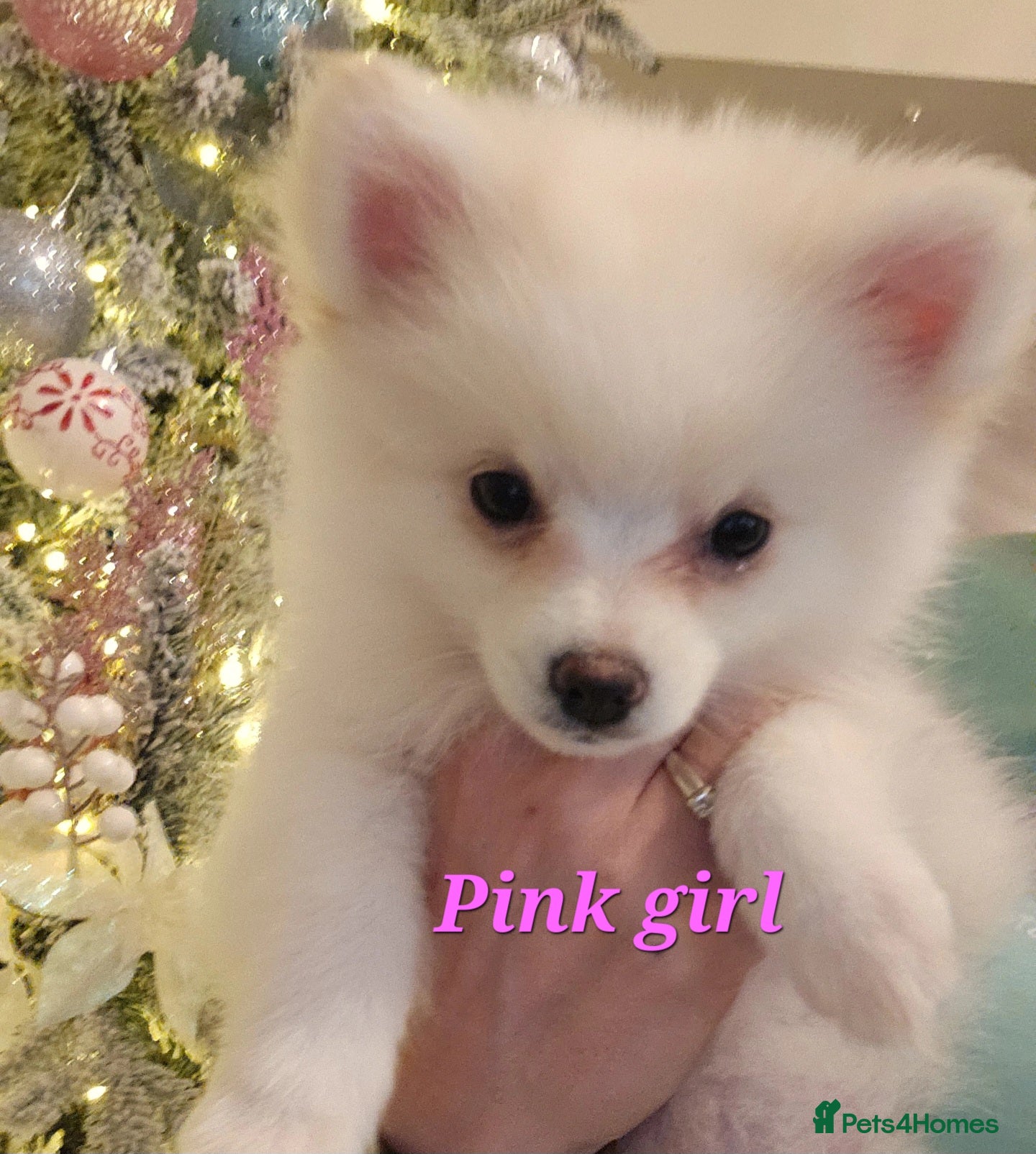 Pomeranian dogs POMERANIAN Puppies - Ready now  - Advert 3