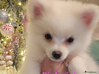 Pomeranian dogs POMERANIAN Puppies - Ready now - Advert 3