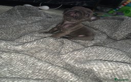 French Bulldog dogs for sale: REDUCED!!🥰Ready SOON 🐾 French bulldog puppies - Image 22