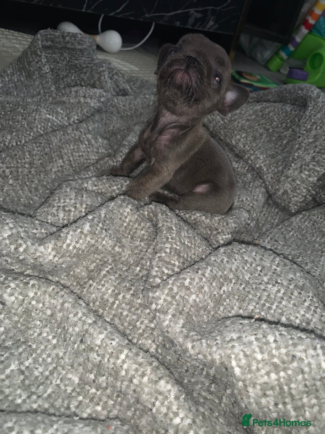 French Bulldog dogs for sale: REDUCED!!🥰Ready SOON 🐾 French bulldog puppies - Image 22