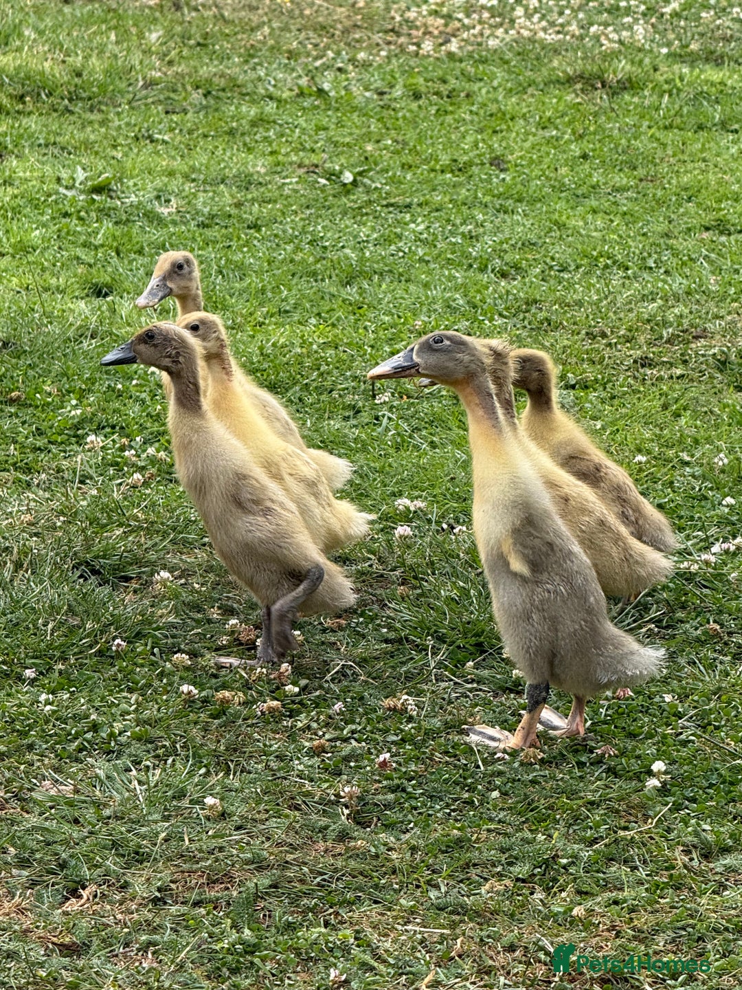 Ducks poultry for sale: Indian runner ducklings  - Image 3