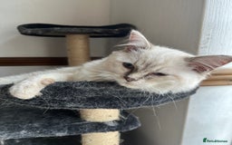 Ragdoll cats for sale: Last 3 Male Ragdolls - Image 5
