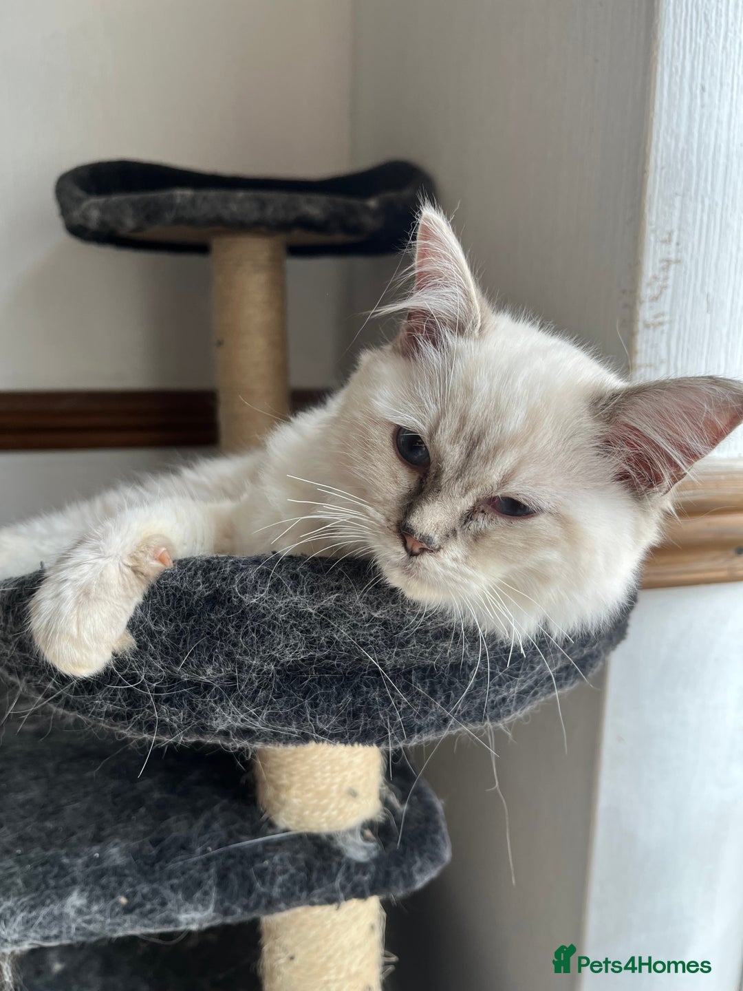 Ragdoll cats for sale: Last 3 Male Ragdolls - Image 5