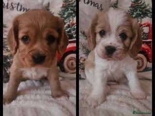 Mixed Breed dogs 2 Beautiful Female Cavapoo Puppies - Advert 12