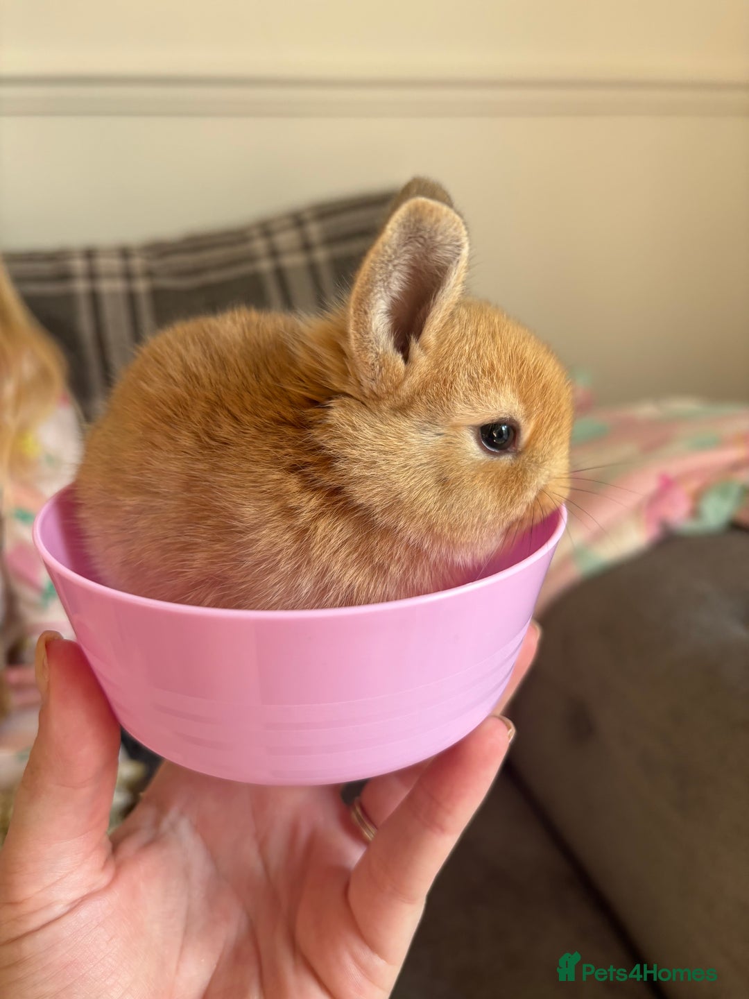 Rex rabbits for sale: Rex cross Mini Lop  - Image 21