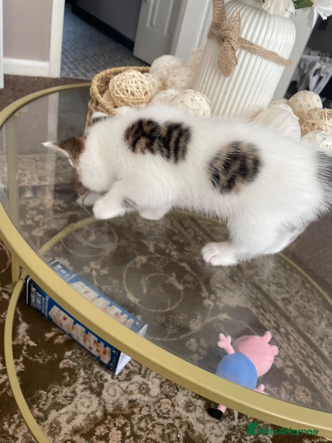 Mixed Breed cats for sale: Mixed tabby  - Advert 9