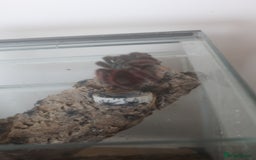 Tarantulas invertebrates for sale: Caribena versicolor  - Image 1