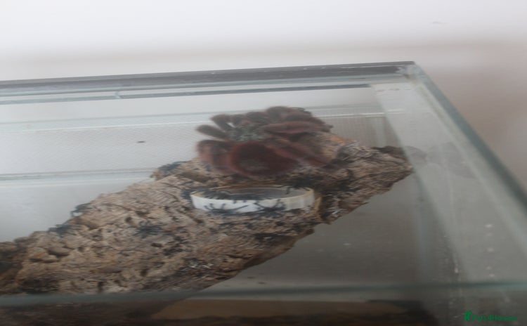 Tarantulas invertebrates - Advert 1