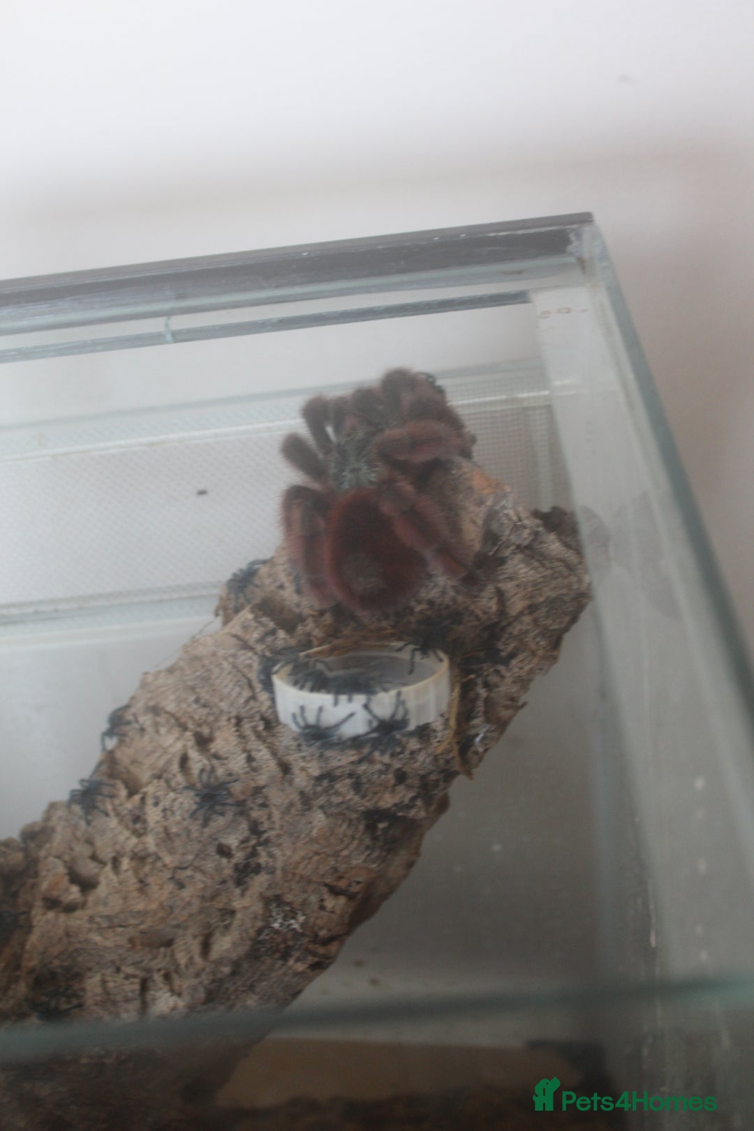 Tarantulas invertebrates for sale: Caribena versicolor  - Image 1