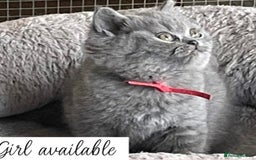 British Shorthair cats for sale: Beautiful GCCF British Shorthair’s  - Image 6