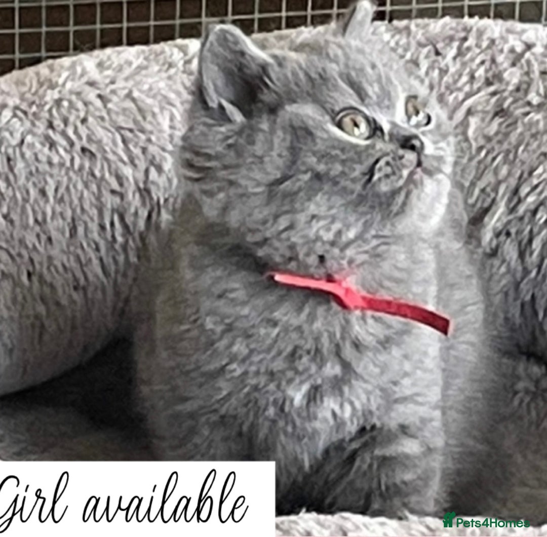British Shorthair cats for sale: Beautiful GCCF British Shorthair’s  - Image 6