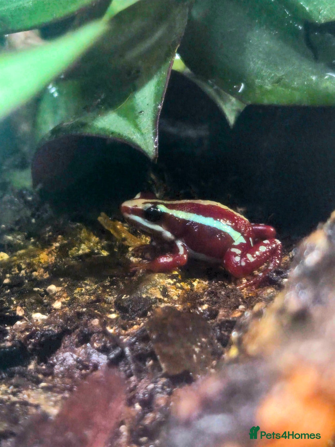 Frog reptiles for sale: Santa Isabel Dart Frogs plus enclosure - Advert 3