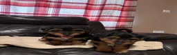 Jack Russell dogs for sale: 🐶 PURE JACK RUSSELL PUPPIES FOR SALE - Advert 8