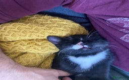 Mixed Breed cats for sale: 8 week old little boy - Image 2