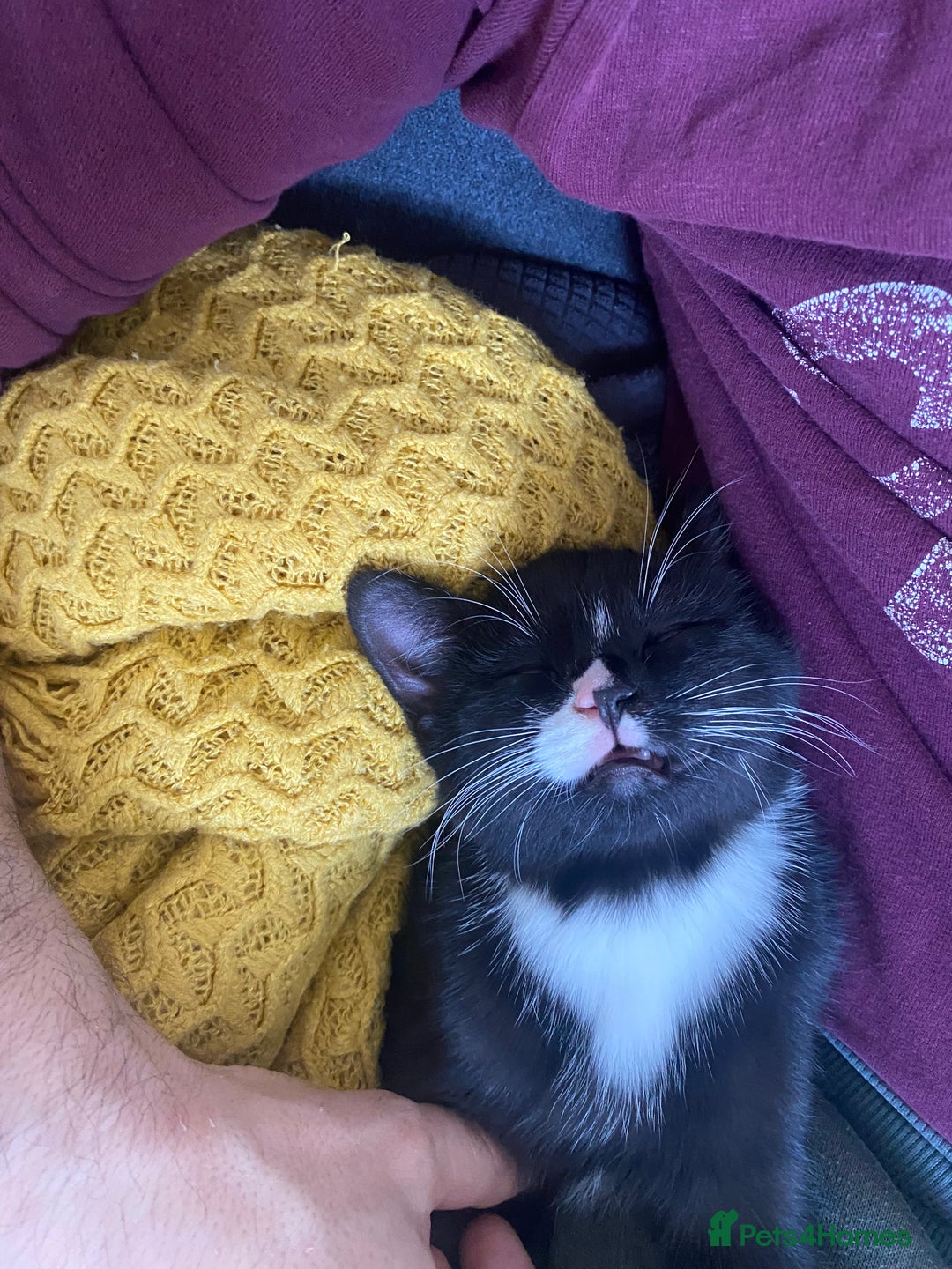 Mixed Breed cats for sale: 8 week old little boy - Image 2