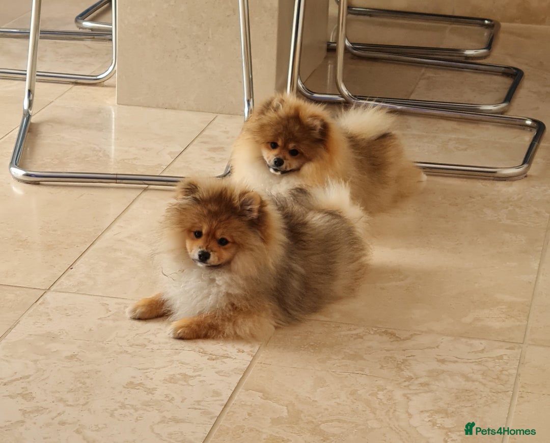 Pomeranian dogs for sale: Stunning Teddy purebreed Russian/Ukrainian poms in Basildon - Image 19