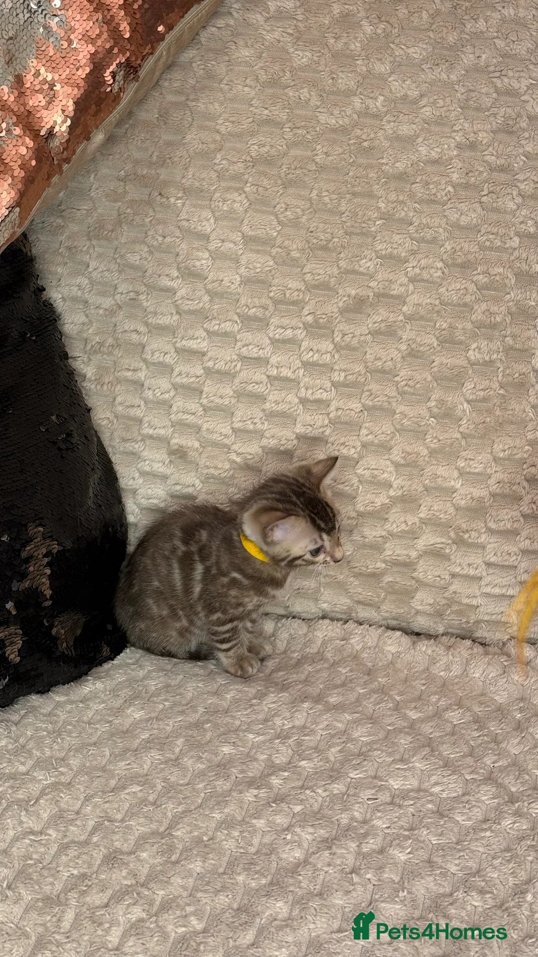 Bengal cats for sale: Pure Bengal kittens for sale just 2 boys left.  - Advert 17