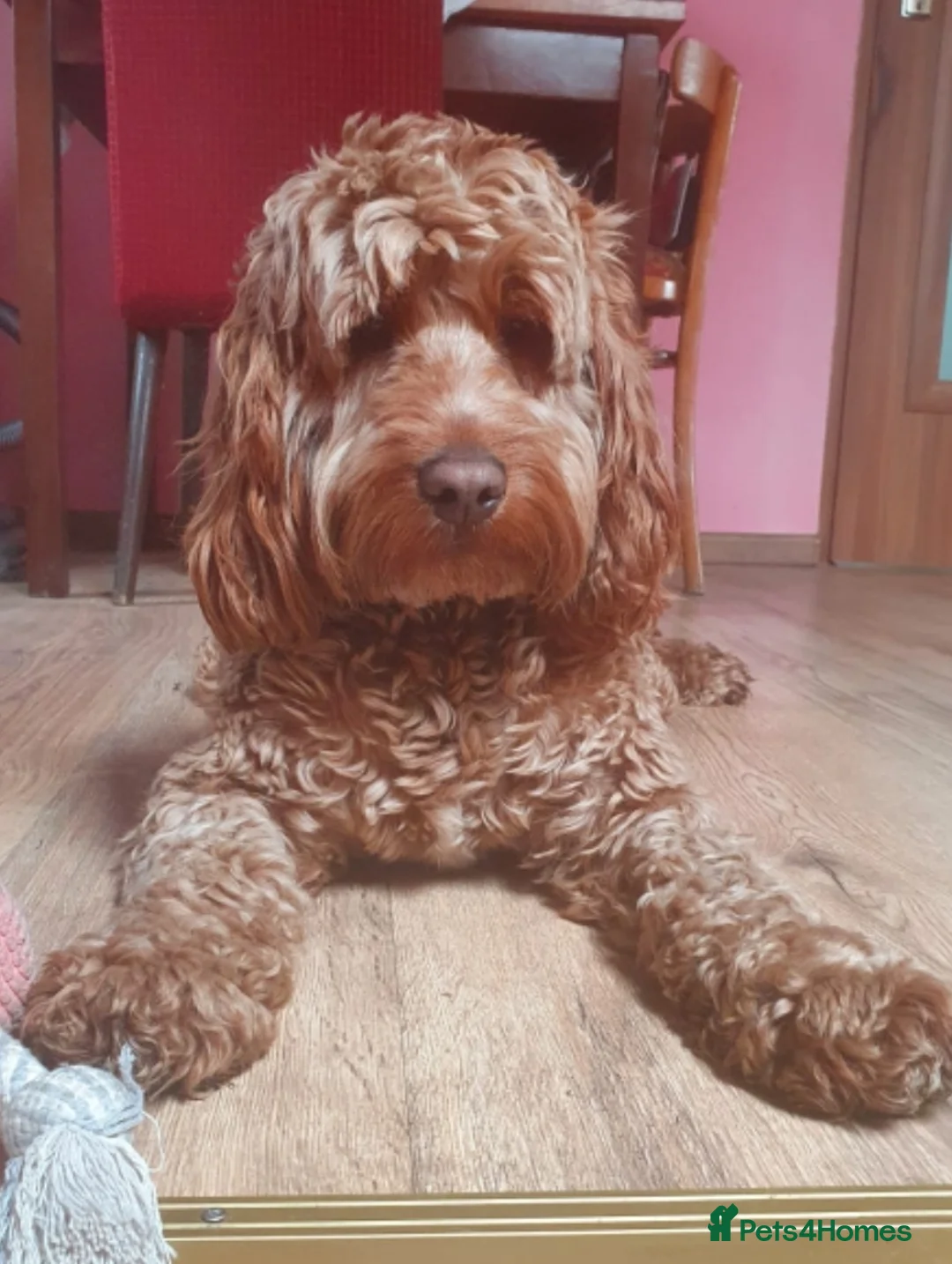 Cockapoo dogs for stud: Proven DNA tested red F1 Cockapoo Charlie for Stud in Milton Keynes - Advert 20
