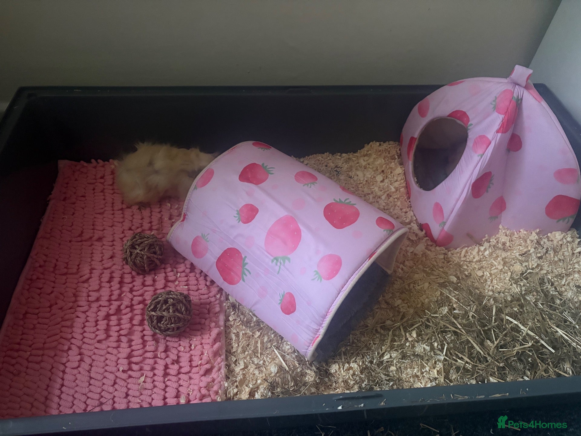 Guinea Pig rodents Guinea pigs  - Advert 1