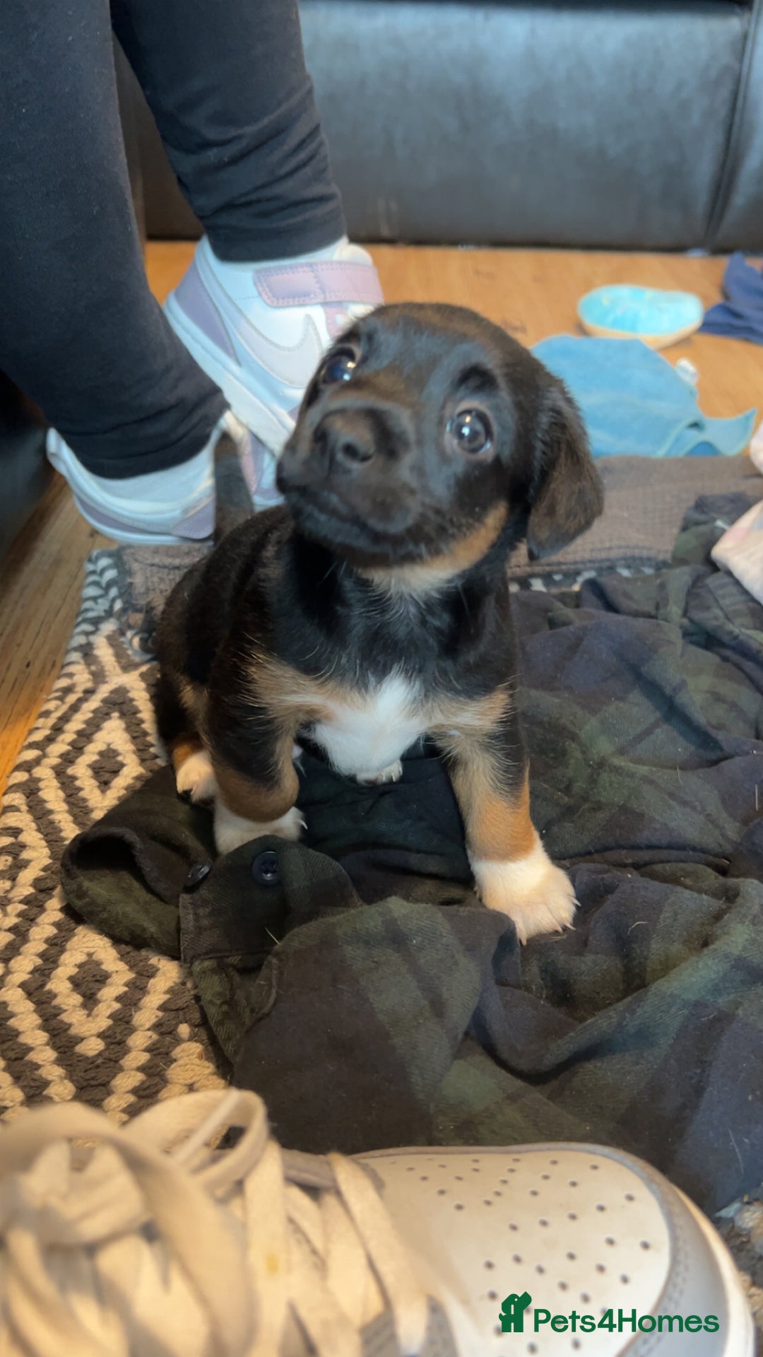 Jack Russell dogs for stud: Proven Jack Russell Stud in Aberdeen - Advert 6