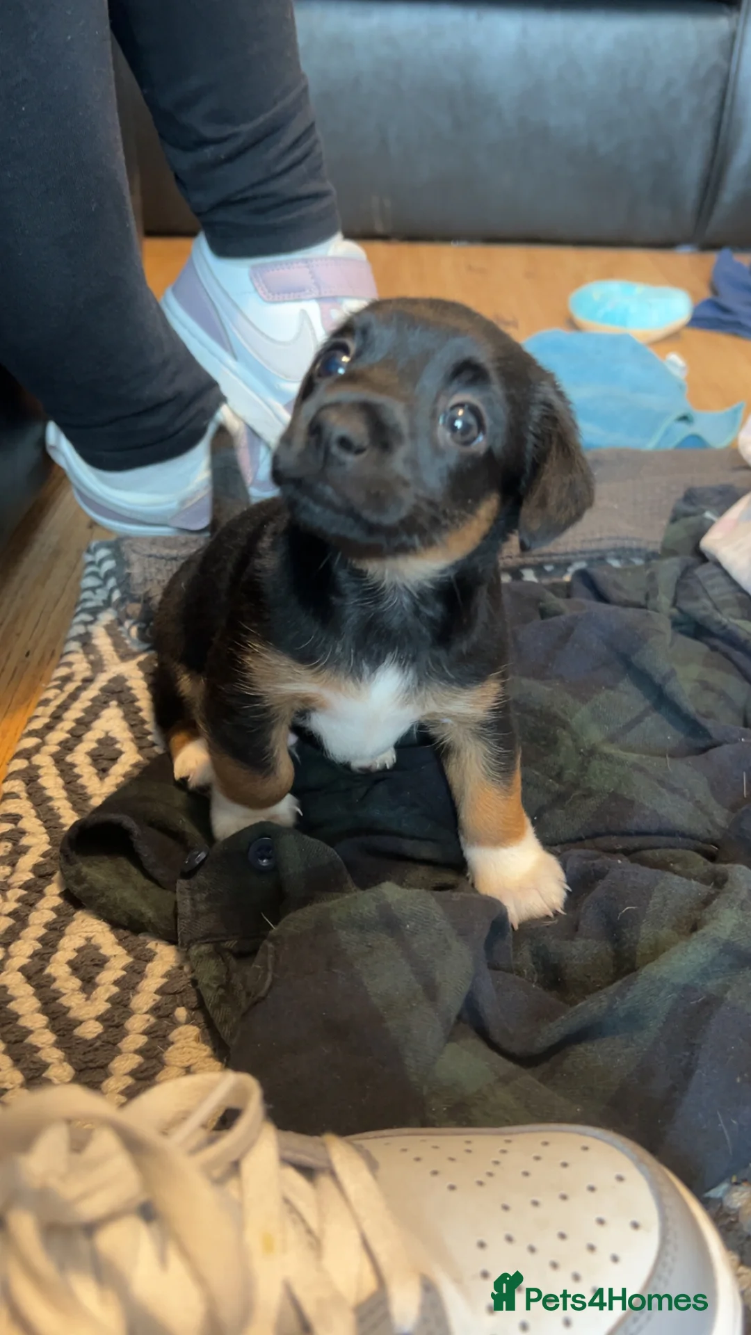 Jack Russell dogs for stud: Proven Jack Russell Stud in Aberdeen - Advert 6