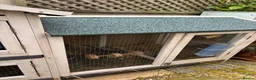 Mini Lop rabbits for sale: Mini lop rabbit in Torquay - Advert 14